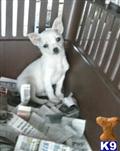 Chihuahua
